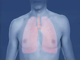 asthma_attack-airway_bronchiole_constriction-animated