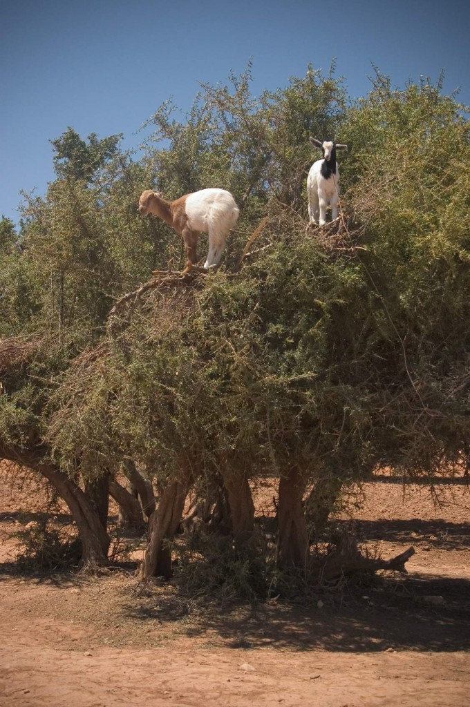 Goats_on_a_tree,_capre_sull'_albero