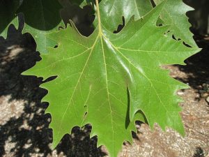 Platanus_x_acerifolia_leaf_01_by_Line1