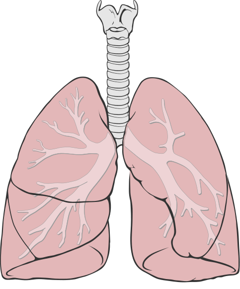 Lungs_diagram_simple.svg